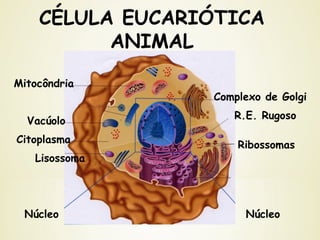 CÉLULA EUCARIÓTICA
ANIMAL
Complexo de Golgi
R.E. Rugoso
Mitocôndria
Ribossomas
Lisossoma
Vacúolo
Citoplasma
NúcleoNúcleo
 