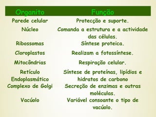 Organito Função
Parede celular Protecção e suporte.
Núcleo Comanda a estrutura e a actividade
das células.
Ribossomas Síntese proteica.
Cloroplastos Realizam a fotossíntese.
Mitocôndrias Respiração celular.
Retículo
Endoplasmático
Síntese de proteínas, lipídios e
hidratos de carbono
Complexo de Golgi Secreção de enzimas e outras
moléculas.
Vacúolo Variável consoante o tipo de
vacúolo.
 