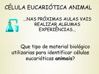 CÉLULA EUCARIÓTICA ANIMAL
...NAS PRÓXIMAS AULAS VAIS
REALIZAR ALGUMAS
EXPERIÊNCIAS...
Que tipo de material biológico
utilizarias para identificar células
eucarióticas animais?
 