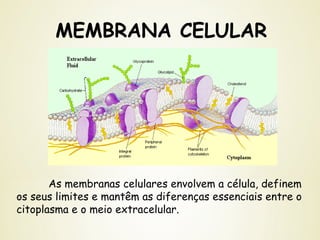MEMBRANA CELULAR
As membranas celulares envolvem a célula, definem
os seus limites e mantêm as diferenças essenciais entre o
citoplasma e o meio extracelular.
 
