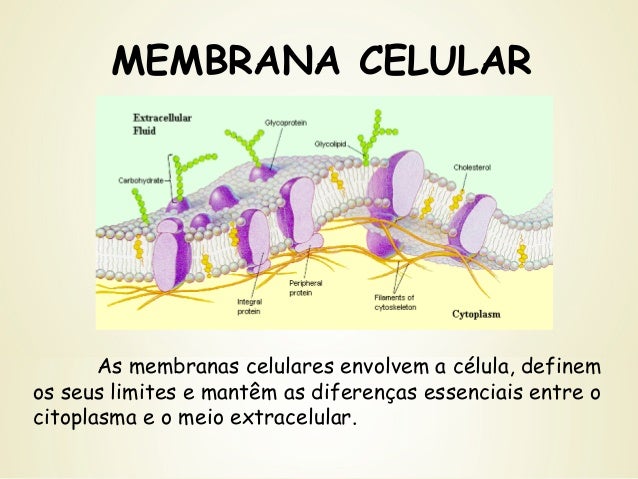 celula eucariotica