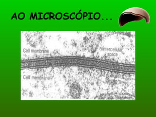 AO MICROSCÓPIO... 