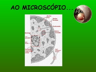 AO MICROSCÓPIO... 