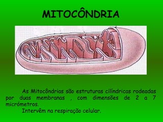 MITOCÔNDRIA As Mitocôndrias são estruturas cilíndricas rodeadas por duas membranas , com dimensões de 2 a 7 micrómetros. Intervêm na respiração celular.  