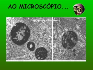 AO MICROSCÓPIO... 