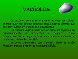 VACÚOLOS Os vacúolos podem estar presentes quer nas células animais quer nas células vegetais, mas é nestas ultimas que são particularmente grandes e abundantes. Um vacúolo vegetal pode actuar como um organelo de armazenamento de nutrientes ou dejectos, como compartimento de degradação ou como modo económico de aumentar o tamanho da célula. Vacúolos diferentes com funções distintas estão frequentemente presentes na mesma célula.  