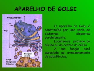 APARELHO DE GOLGI  O Aparelho de Golgi é constituído por uma série de cisternas dispostas paralelamente. Localiza-se  próximo do núcleo ou do centro da célula. A sua função está associada ao armazenamento de substâncias. 