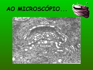 AO MICROSCÓPIO... 