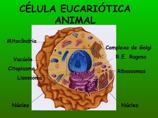 CÉLULA EUCARIÓTICA ANIMAL Complexo de Golgi R.E. Rugoso Mitocôndria Ribossomas Lisossoma Vacúolo Citoplasma Núcleo Núcleo 