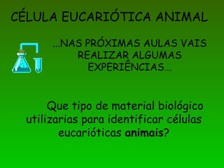 CÉLULA EUCARIÓTICA ANIMAL ...NAS PRÓXIMAS AULAS VAIS REALIZAR ALGUMAS EXPERIÊNCIAS... Que tipo de material biológico utilizarias para identificar células eucarióticas  animais ? 