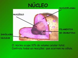 NÚCLEO                   NUCLEOPLASMA


            NUCLÉOLO




                                                FILAMENTOS
                                                DE CROMATINA
INVÓLUCRO
NUCLEAR


          O núcleo ocupa 10% do volume celular total.
          Controla todas as reacções que ocorrem na célula.
 