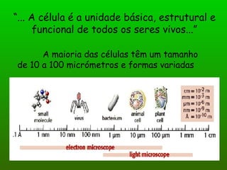 “... A célula é a unidade básica, estrutural e
      funcional de todos os seres vivos...”

      A maioria das células têm um tamanho
de 10 a 100 micrómetros e formas variadas
 