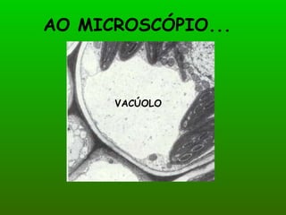 AO MICROSCÓPIO...



      VACÚOLO
 