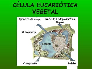 CÉLULA EUCARIÓTICA
      VEGETAL
 Aparelho de Golgi   Retículo Endoplasmático
                              Rugoso


   Mitocôndria




    Cloroplasto                       Núcleo
 