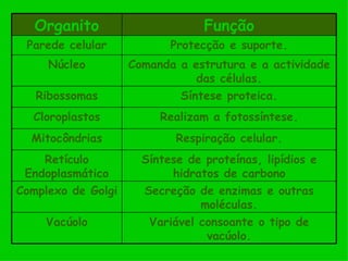 Organito                      Função
 Parede celular            Protecção e suporte.
     Núcleo         Comanda a estrutura e a actividade
                               das células.
   Ribossomas               Síntese proteica.
  Cloroplastos           Realizam a fotossíntese.
  Mitocôndrias              Respiração celular.
    Retículo          Síntese de proteínas, lipídios e
 Endoplasmático            hidratos de carbono
Complexo de Golgi     Secreção de enzimas e outras
                                moléculas.
    Vacúolo            Variável consoante o tipo de
                                 vacúolo.
 