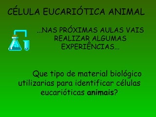 CÉLULA EUCARIÓTICA ANIMAL

      ...NAS PRÓXIMAS AULAS VAIS
           REALIZAR ALGUMAS
             EXPERIÊNCIAS...


      Que tipo de material biológico
 utilizarias para identificar células
        eucarióticas animais?
 