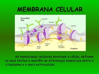 MEMBRANA CELULAR




       As membranas celulares envolvem a célula, definem
os seus limites e mantêm as diferenças essenciais entre o
citoplasma e o meio extracelular.
 