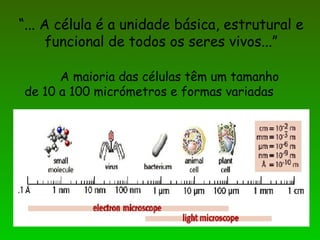 “... A célula é a unidade básica, estrutural e
funcional de todos os seres vivos...”
A maioria das células têm um tamanho
de 10 a 100 micrómetros e formas variadas
 