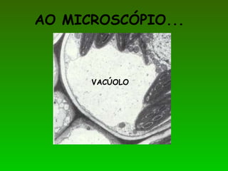 AO MICROSCÓPIO...
VACÚOLO
 