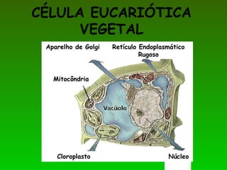 CÉLULA EUCARIÓTICA
VEGETAL
Aparelho de Golgi Retículo Endoplasmático
Rugoso
Cloroplasto
Mitocôndria
Núcleo
 