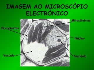 IMAGEM AO MICROSCÓPIO
ELECTRÓNICO
Mitocôndrias
Núcleo
Cloroplastos
Vacúolo Nucléolo
 