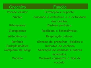 Organito Função
Parede celular Protecção e suporte.
Núcleo Comanda a estrutura e a actividade
das células.
Ribossomas Síntese proteica.
Cloroplastos Realizam a fotossíntese.
Mitocôndrias Respiração celular.
Retículo
Endoplasmático
Síntese de proteínas, lipídios e
hidratos de carbono
Complexo de Golgi Secreção de enzimas e outras
moléculas.
Vacúolo Variável consoante o tipo de
vacúolo.
 
