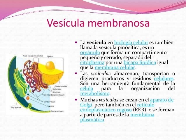 Celula exponer