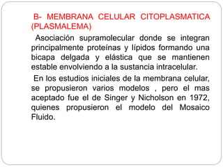 B- MEMBRANA CELULAR CITOPLASMATICA
(PLASMALEMA)
Asociación supramolecular donde se integran
principalmente proteínas y lípidos formando una
bicapa delgada y elástica que se mantienen
estable envolviendo a la sustancia intracelular.
En los estudios iniciales de la membrana celular,
se propusieron varios modelos , pero el mas
aceptado fue el de Singer y Nicholson en 1972,
quienes propusieron el modelo del Mosaico
Fluido.
 