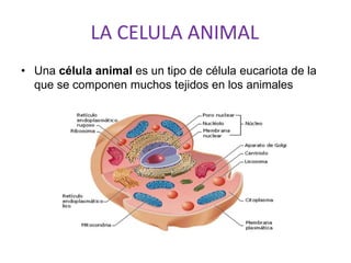 LA CELULA ANIMAL
• Una célula animal es un tipo de célula eucariota de la
que se componen muchos tejidos en los animales
 