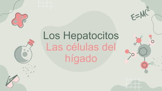 Los Hepatocitos
Las células del
hígado
 