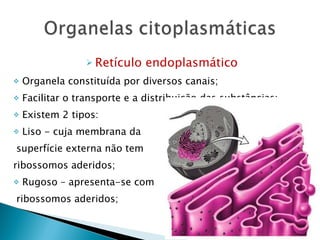 Retículo endoplasmático Organela constituída por diversos canais; Facilitar o transporte e a distribuição das substâncias; Existem 2 tipos: Liso - cuja membrana da superfície externa não tem  ribossomos aderidos; Rugoso – apresenta-se com ribossomos aderidos;  