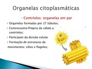 Centríolos: organelas em par Organelas formadas por 27 túbulos; Centrossomo:Própria da célula animal – composto por 2 centríolos; Participam da divisão celular Formação de estruturas de movimentos: cílios e flagelos; 