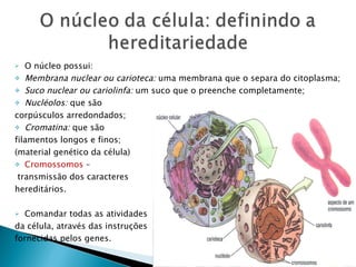 O núcleo possui: Membrana nuclear ou carioteca:  uma membrana que o separa do citoplasma; Suco nuclear ou cariolinfa:  um suco que o preenche completamente; Nucléolos:  que são  corpúsculos arredondados; Cromatina:  que são  filamentos longos e finos;  (material genético da célula) Cromossomos  – transmissão dos caracteres  hereditários. Comandar todas as atividades da célula, através das instruções  fornecidas pelos genes. 