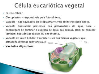 Parede celular; Cloroplastos – responsáveis pela fotossíntese; Vacúolo - São cavidades do citoplasma visíveis ao microscópio óptico.  Vacúolo Contráteis: presentes nos protozoários de água doce – encarregam de eliminar o excesso de água das células, além de eliminar também, substâncias tóxicas ou em excesso. Vacúolo de Sulco Celular: é característico das células vegetais, que armazena diversas substâncias, por exemplo a coloração das flores.  Vacúolos digestivos 