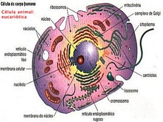 Célula animal: eucariótica 