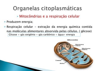 Mitocôndrias e a respiração celular Produzem energia; Respiração celular – extração da energia química contida nas moléculas alimentares absorvida pelas células. ( glicose) Glicose + gás oxigênio = gás carbônico + água+ energia 