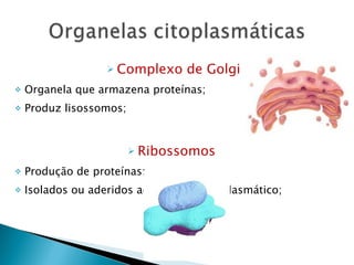 Complexo de Golgi Organela que armazena proteínas; Produz lisossomos; Ribossomos  Produção de proteínas; Isolados ou aderidos ao retículo endoplasmático;  