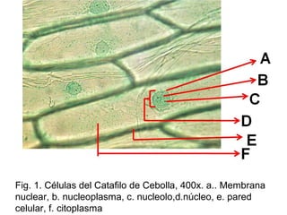 Fig. 1. Células del Catafilo de Cebolla, 400x. a.. Membrana
nuclear, b. nucleoplasma, c. nucleolo,d.núcleo, e. pared
celular, f. citoplasma
 
