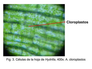 Cloroplastos
Fig. 3. Células de la hoja de Hydrilla, 400x. A. cloroplastos
 