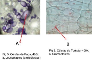 A B
Fig 6. Células de Tomate, 400x.
a. CromoplastosFig 5. Células de Papa, 400x.
a. Leucoplastos (amiloplastos)
 