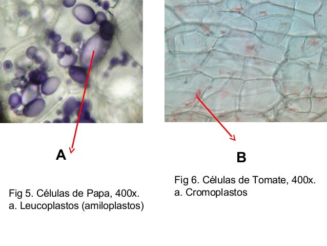 Celula laboratorio