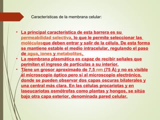 Características de la membrana celular:
• La principal característica de esta barrera es su
permeabilidad selectiva, lo que le permite seleccionar las
moléculasque deben entrar y salir de la célula. De esta forma
se mantiene estable el medio intracelular, regulando el paso
de agua, iones y metabolitos,
• La membrana plasmática es capaz de recibir señales que
permiten el ingreso de partículas a su interior.
• Tiene un grosor aproximado de 7,5 nm (75 Å) y no es visible
al microscopio óptico pero sí al microscopio electrónico,
donde se pueden observar dos capas oscuras bilaterales y
una central más clara. En las células procariotas y en
laseucariotas osmótrofas como plantas y hongos, se sitúa
bajo otra capa exterior, denominada pared celular.
 