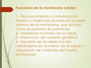 Funciones de la membrana celular:
1.- Reconocimiento y comunicación
debido a moléculas situadas en la parte
externa de la membrana, que actúan
como receptoras de sustancias.
2.- Establecer los límites de la célula.
3.- Protección del material genético
4.- Expulsión de los desechos del
metabolismo en el interior de la célula y
adquisición de nutrientes del medio
extracelular.
 