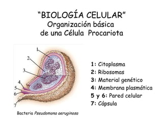 “BIOLOGÍA CELULAR”
Organización básica
de una Célula Procariota
1: Citoplasma
2: Ribosomas
3: Material genético
4: Membrana plasmática
5 y 6: Pared celular
7: Cápsula
Bacteria Pseudomona aeruginosa
 