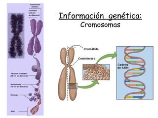 Información genética:
Cromosomas
 