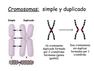 Cromosomas: simple y duplicado
Simple Duplicado
Un cromosoma
duplicado formado
por 2 cromátidas
hermanas (genes
iguales).
Dos cromosomas
sin duplicar
formados por 1
cromátida.
 