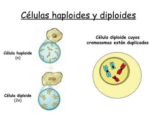 Células haploides y diploides
Célula haploide
(n)
Célula diploide
(2n)
Célula diploide cuyos
cromosomas están duplicados
 