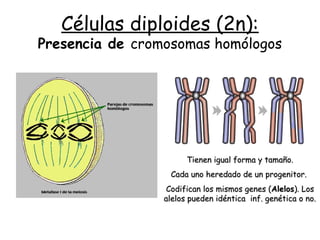Células diploides (2n):
Presencia de cromosomas homólogos
Tienen igual forma y tamaño.Tienen igual forma y tamaño.
Cada uno heredado de un progenitor.Cada uno heredado de un progenitor.
Codifican los mismos genes (Codifican los mismos genes (AlelosAlelos). Los). Los
alelos pueden idéntica inf. genética o no.alelos pueden idéntica inf. genética o no.
 