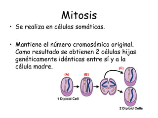 Mitosis
• Se realiza en células somáticas.
• Mantiene el número cromosómico original.
Como resultado se obtienen 2 células hijas
genéticamente idénticas entre sí y a la
célula madre.
 