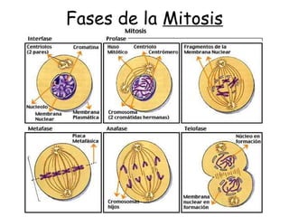 Fases de la Mitosis
 